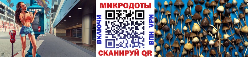блэк спрут   Пестово  Галлюциногенные грибы Cubensis 